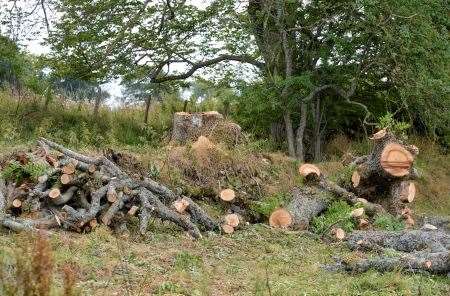 Trees, Felling, Forestry Commission Scotland, FCS, Tim Gordon Roberts