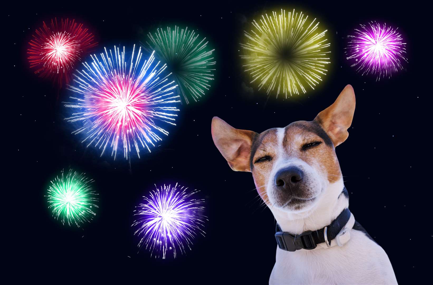 A few simple measures could help your pet deal with any new year fireworks.