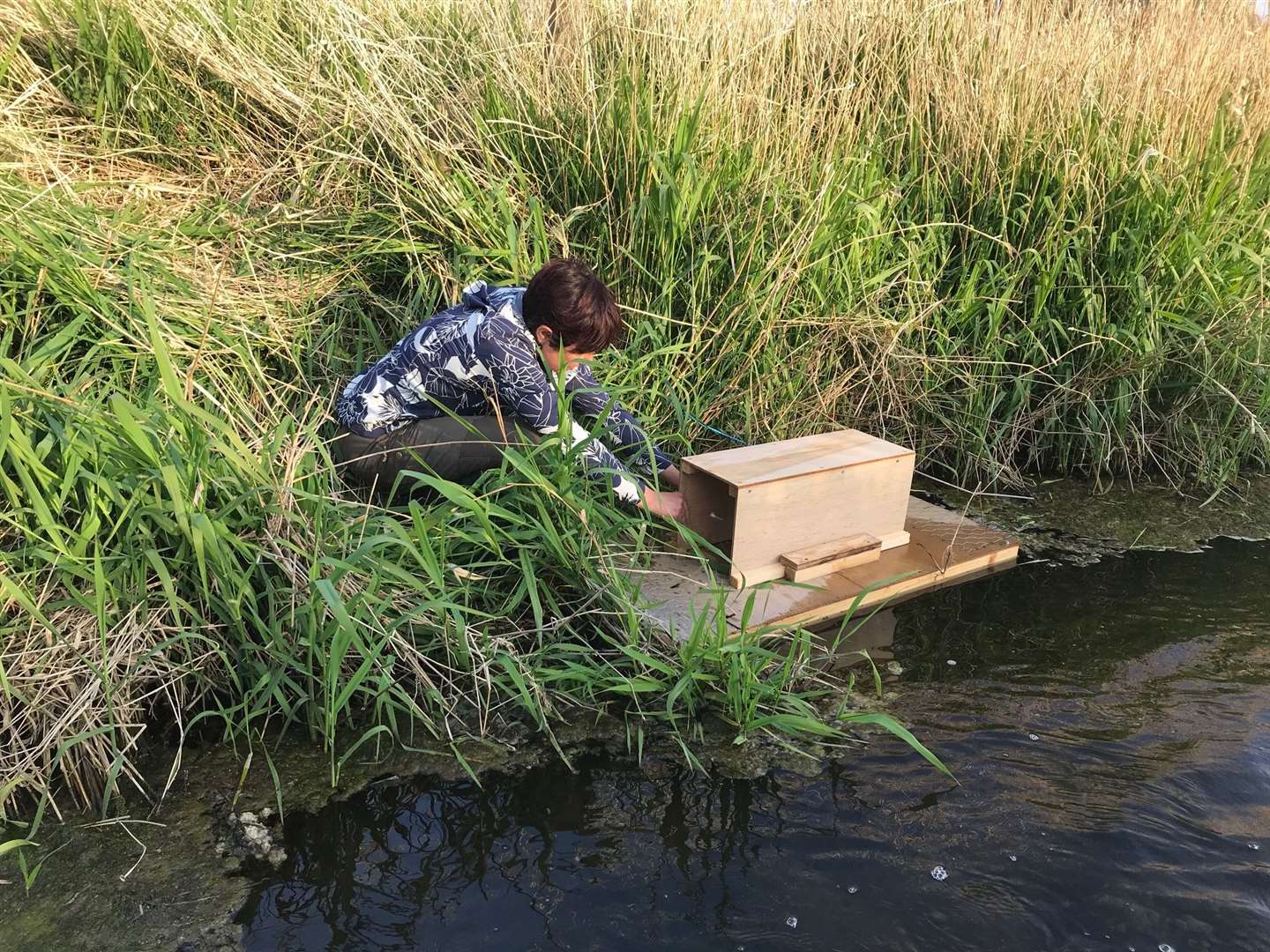 Mink rafts are used to monitor the presence of the creatures.
