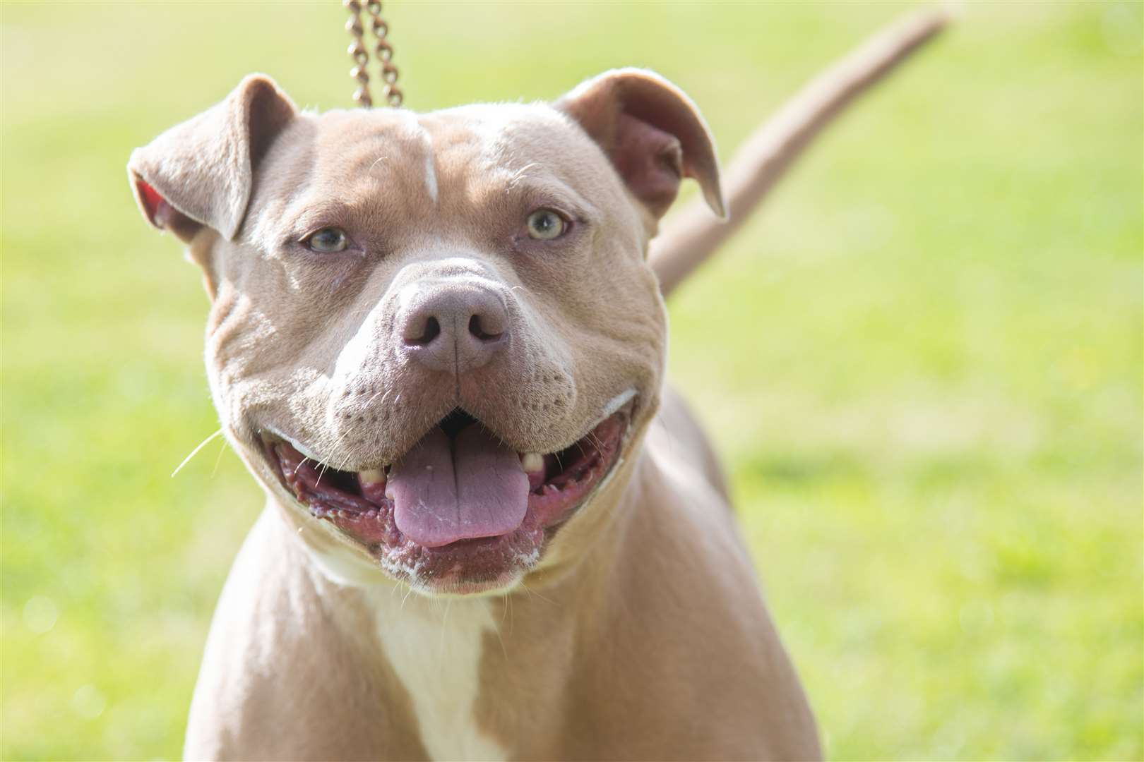 Ghost, an American Bully XL, is four years old. Picture: Daniel Forsyth