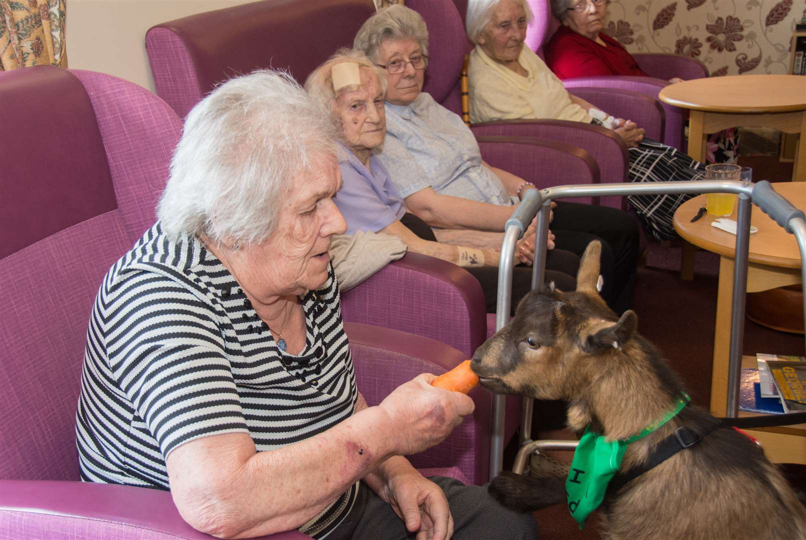 Isabella Merritt feeds pygmy goats Bill and Ed at Meadows care home in Huntly. Picture: Becky Saunderson. Image No. 044507.