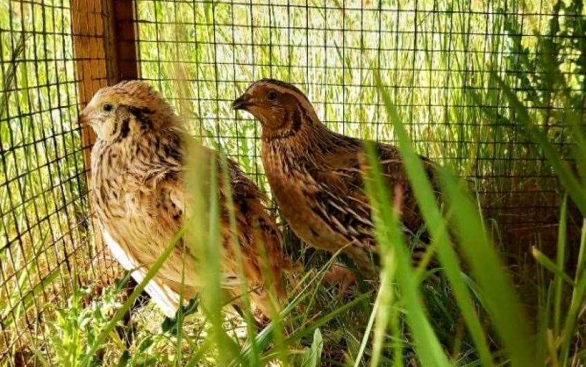 Hoping to fly away to their forever home are Richard and Judy.