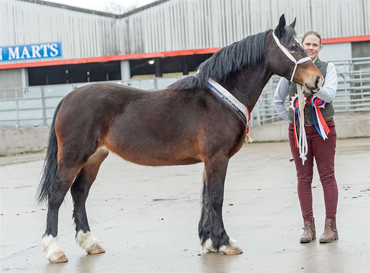 Overall Horse Champion 'Heaton Seren" from Aina Barnwell.