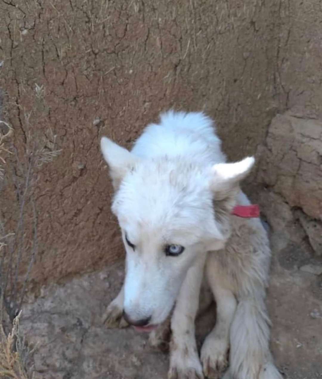 Ghost when he was found in Al Hasakah by Rob.