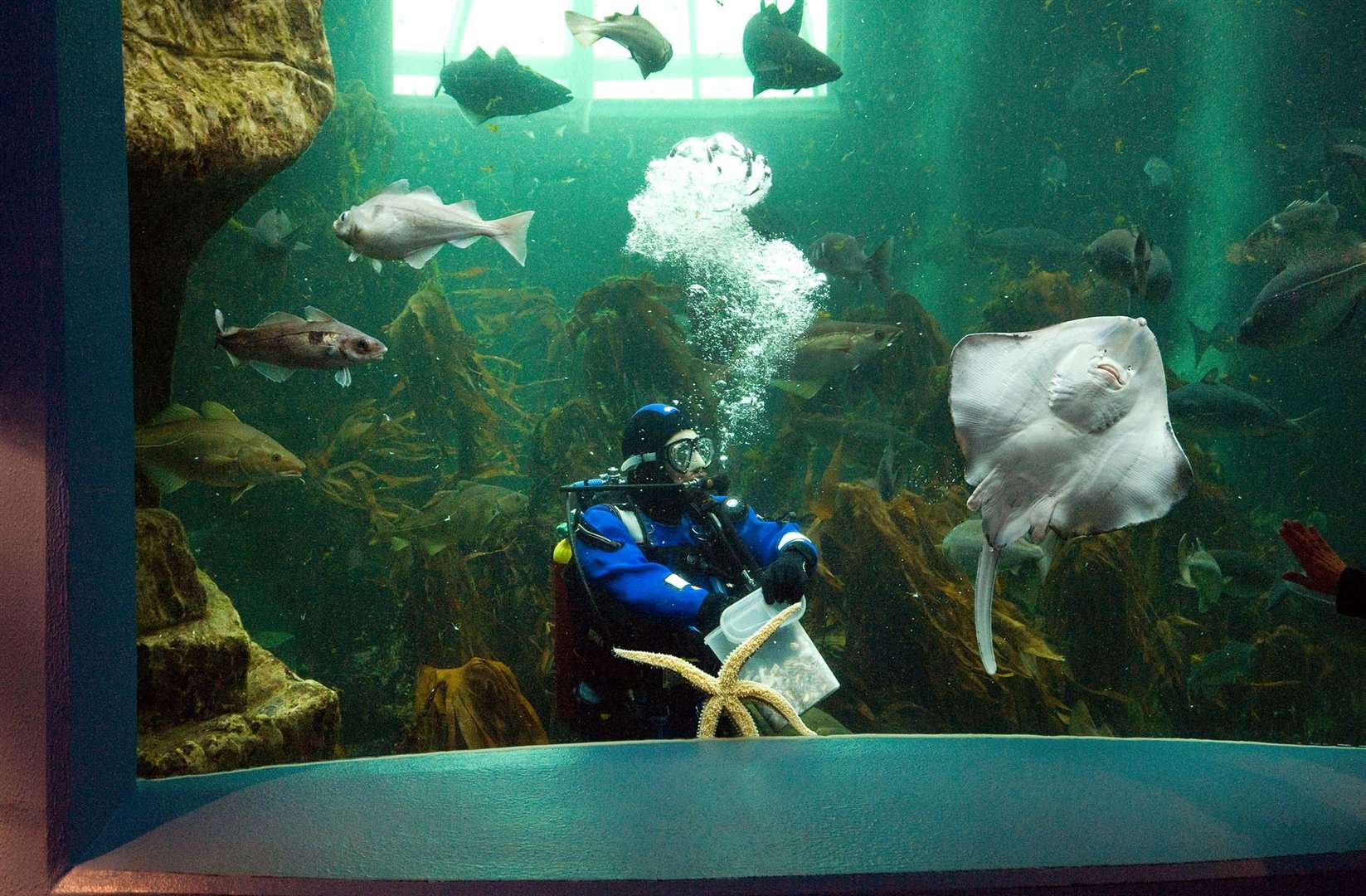 Macduff Marine Aquarium will reopen its doors on Tuesday.