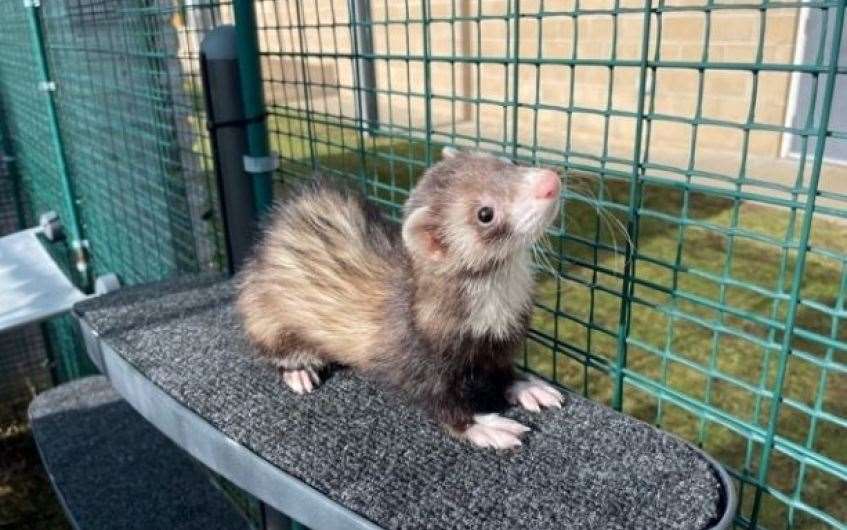 Joanna would love to be the only ferret in her new home.