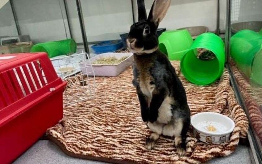 Cavi the rabbit would love to find a home to call is own.