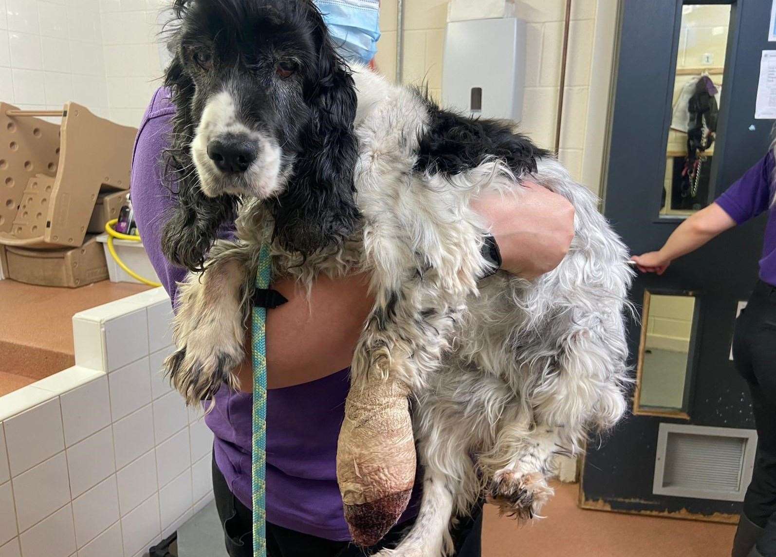 Animal welfare charity appeals for information after dog found abandoned