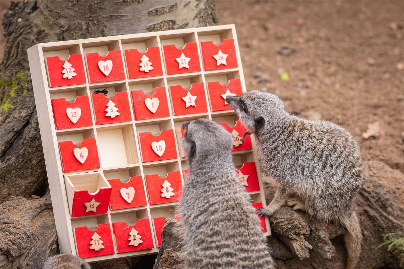 Zookeepers gifted a specially-made festive calendar to the furry family filled with their favourite snack, crickets. (ZSL London Zoo/PA)