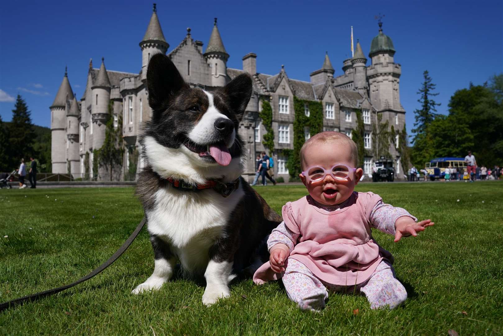 Joy Stephen, six months, with her corgi Marvin on the front lawn at Balmoral where 70 of the Queen’s favourite dog breed were gathered on Saturday afternoon by the Corgi Society of Scotland (PA)