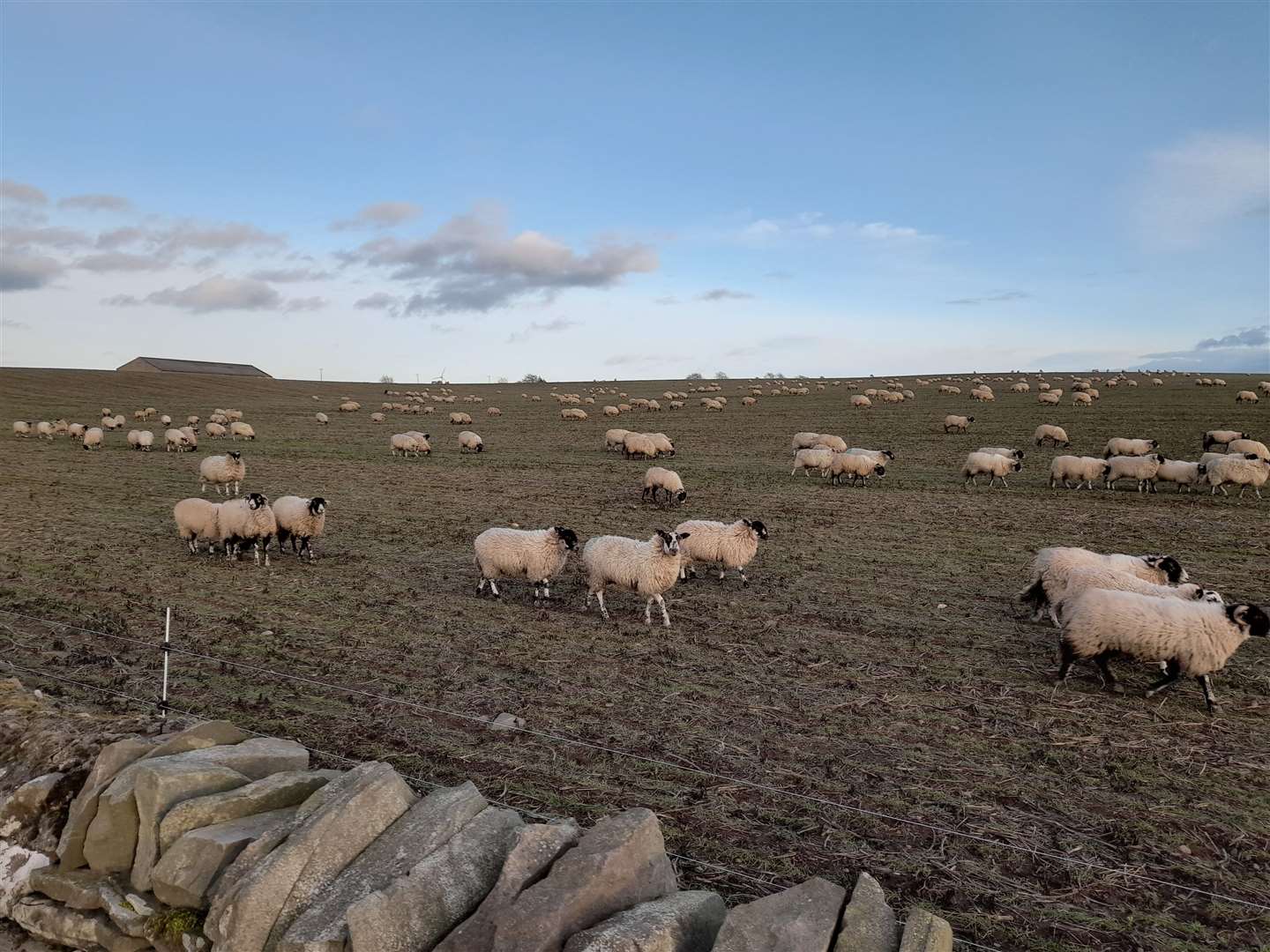 The Blacks introduced sheep to their arable rotation at Backboath Farm three years ago