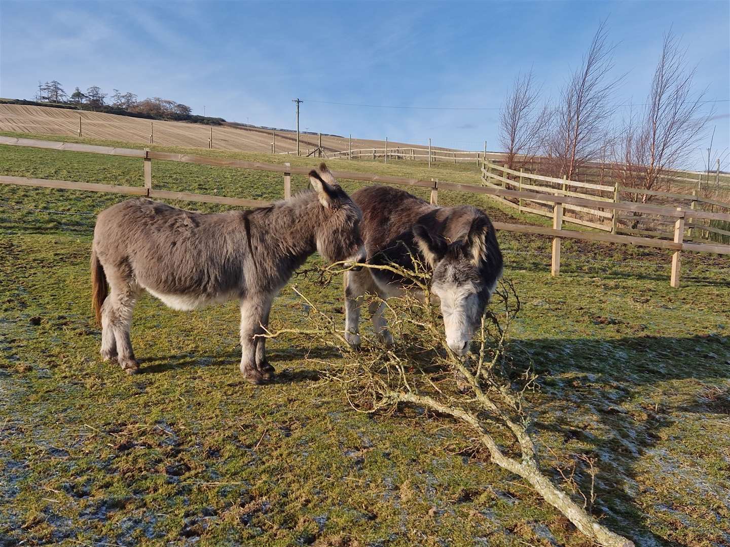 Bob and Raffles at thier home near Turriff. Picture: The Donkey Sanctuary.
