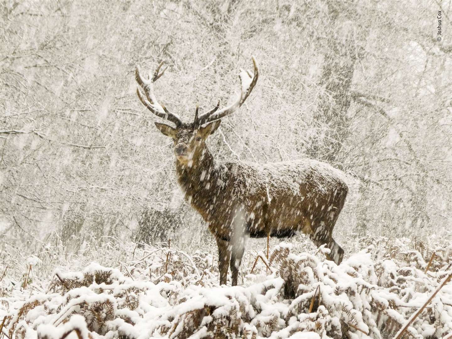 Red deer stag in snow in Richmond Park, London (Joshua Cox/Wildlife Photographer of the Year/PA)