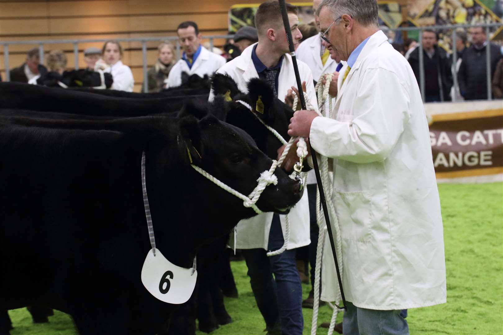Heifers line up in the show ring. Picture: David Porter