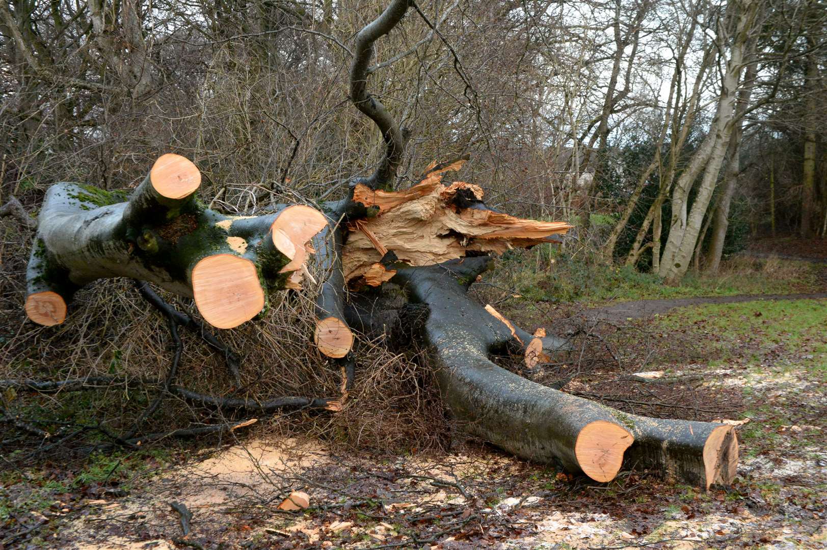 Thousands of trees were lost to winter storms in the north-east.