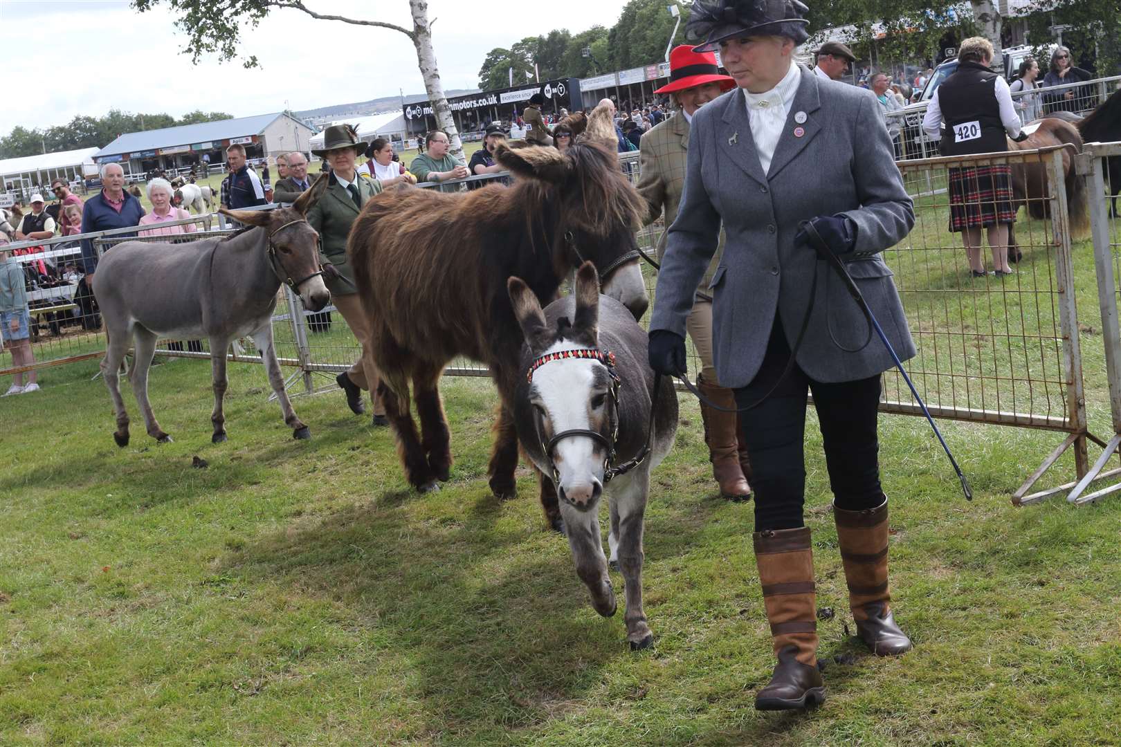 Lorraine Rae leads reserve overall donkey champion Arranbrook Fancipants round the ring in the mare four years old and over or vroodmare 5 years old or over section. Picture: David Porter