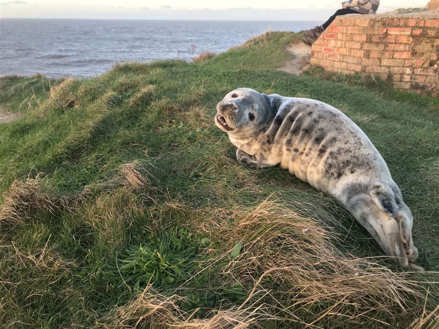 The seal pup had climbed up 50ft from the beach onto a cliff (RSPCA)