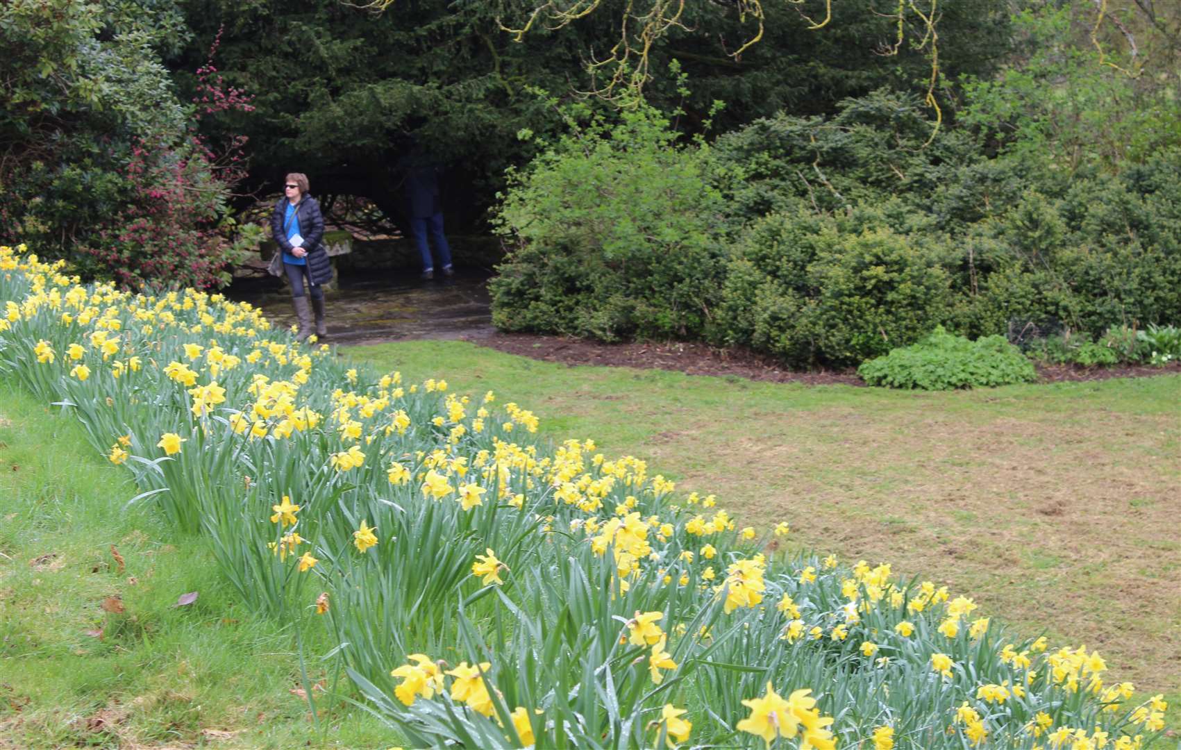 One of Westhall castle's daffodil banks. Picture:Griselda McGregor