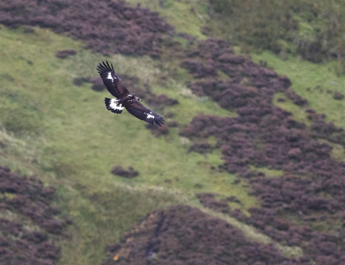 Conservationists said the population has reached new heights (South of Scotland Golden Eagle Project/PA)