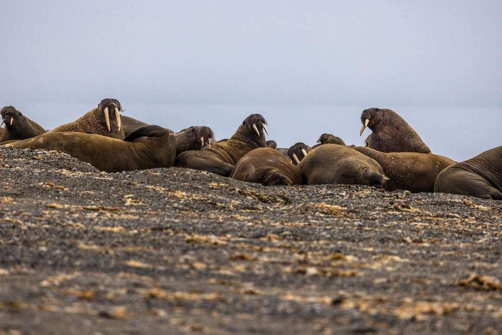 Walruses are social animals which haul out in large groups (Emmanuel Rondeau/WWF UK/PA)