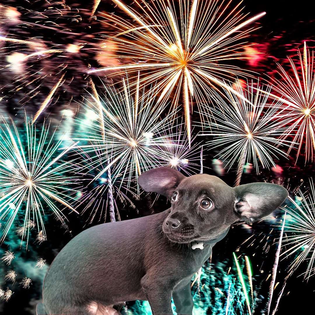 Pet owners should start preparing now for bonfire night.