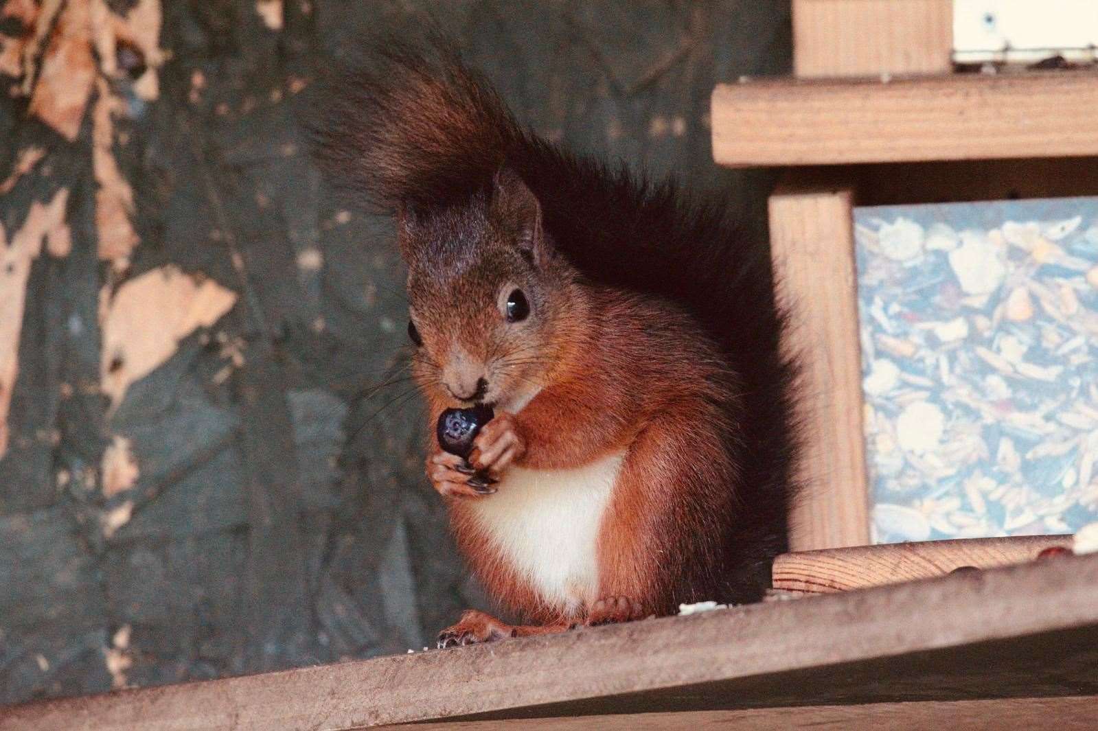 The Scottish SPCA managed to rescue, rehabilitate and release five red squirrel kits.