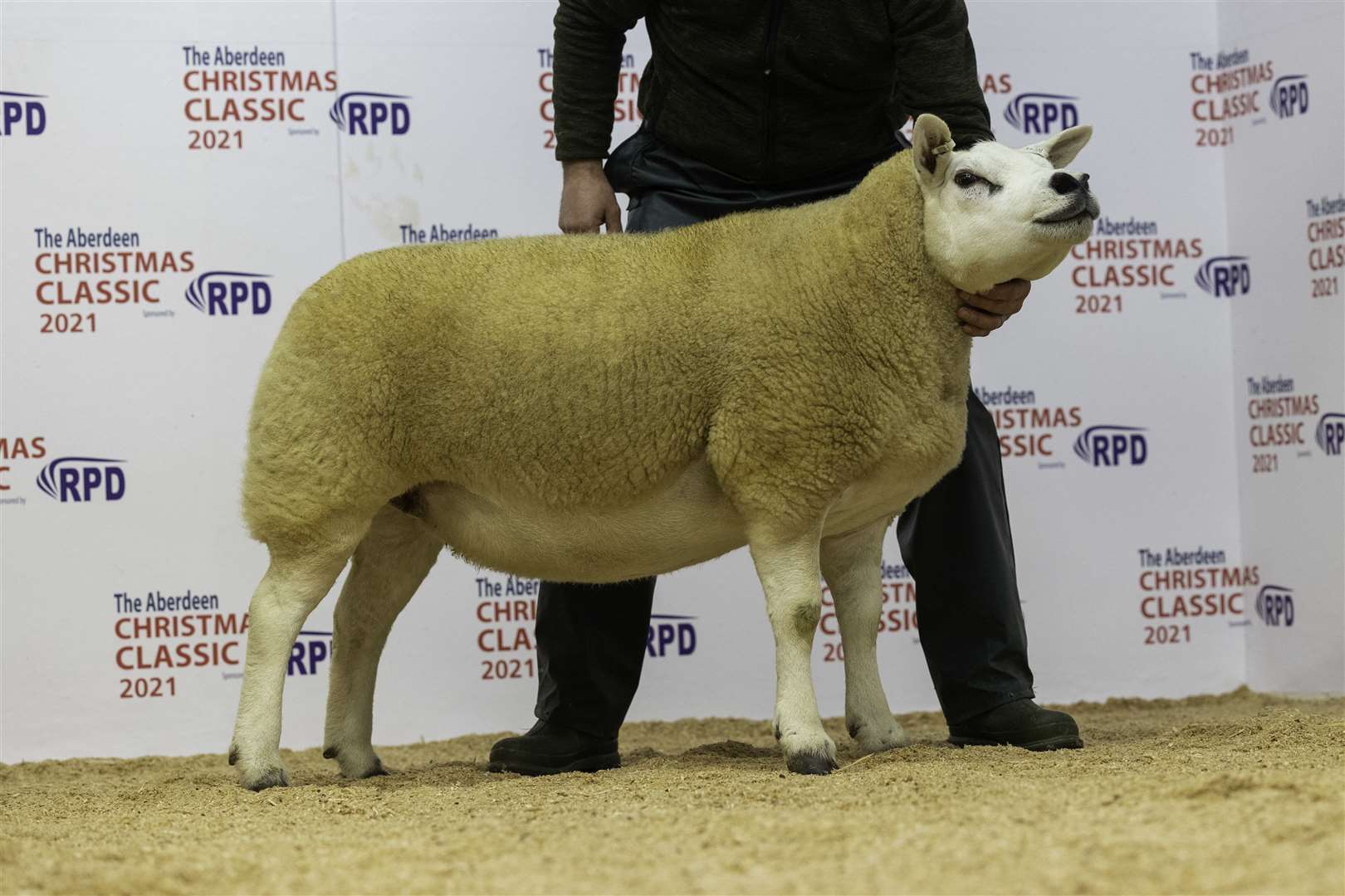 Pedigree sheep champion Texel