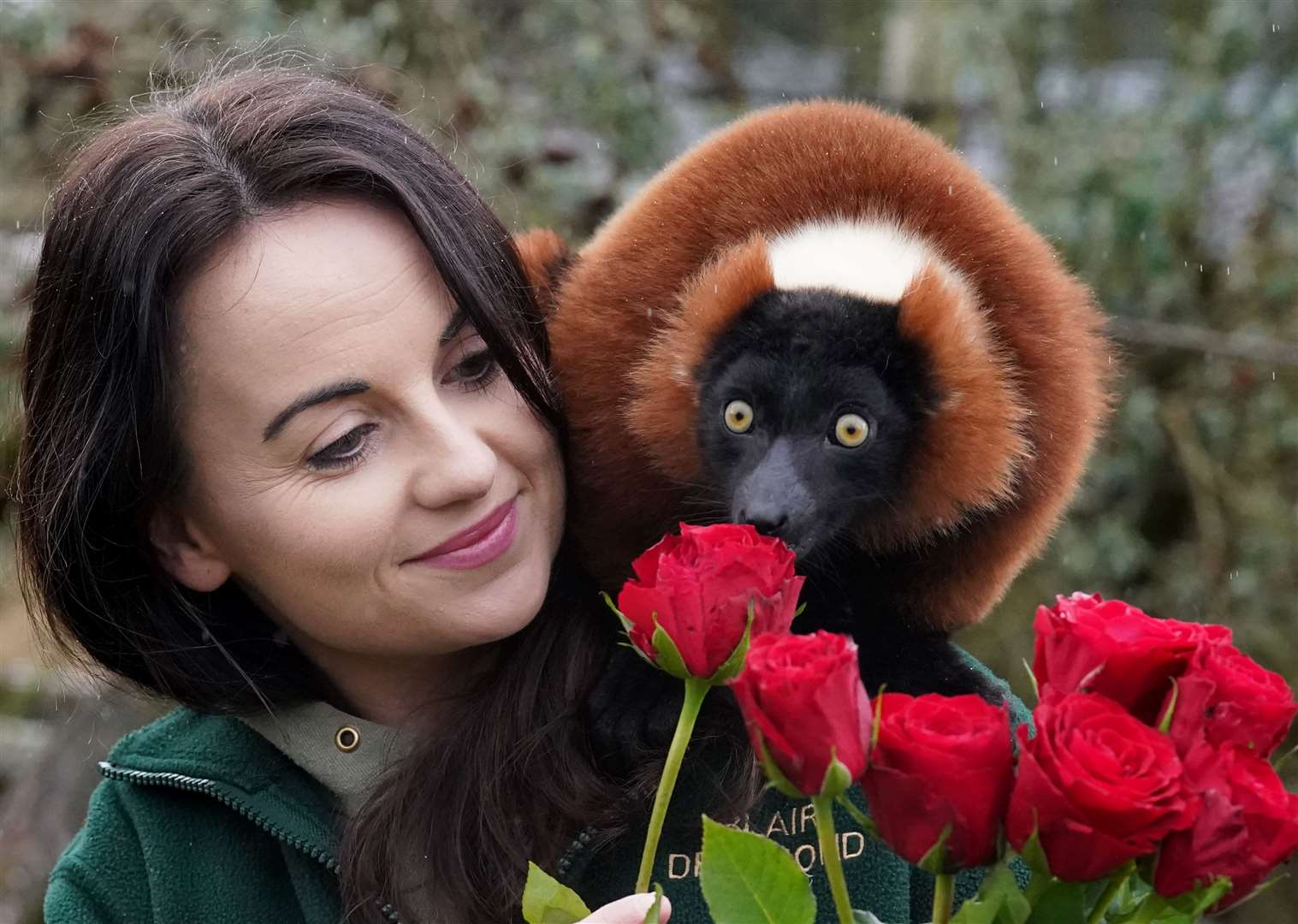 Red ruffed lemurs nibbled on red roses (Andrew Milligan/PA)