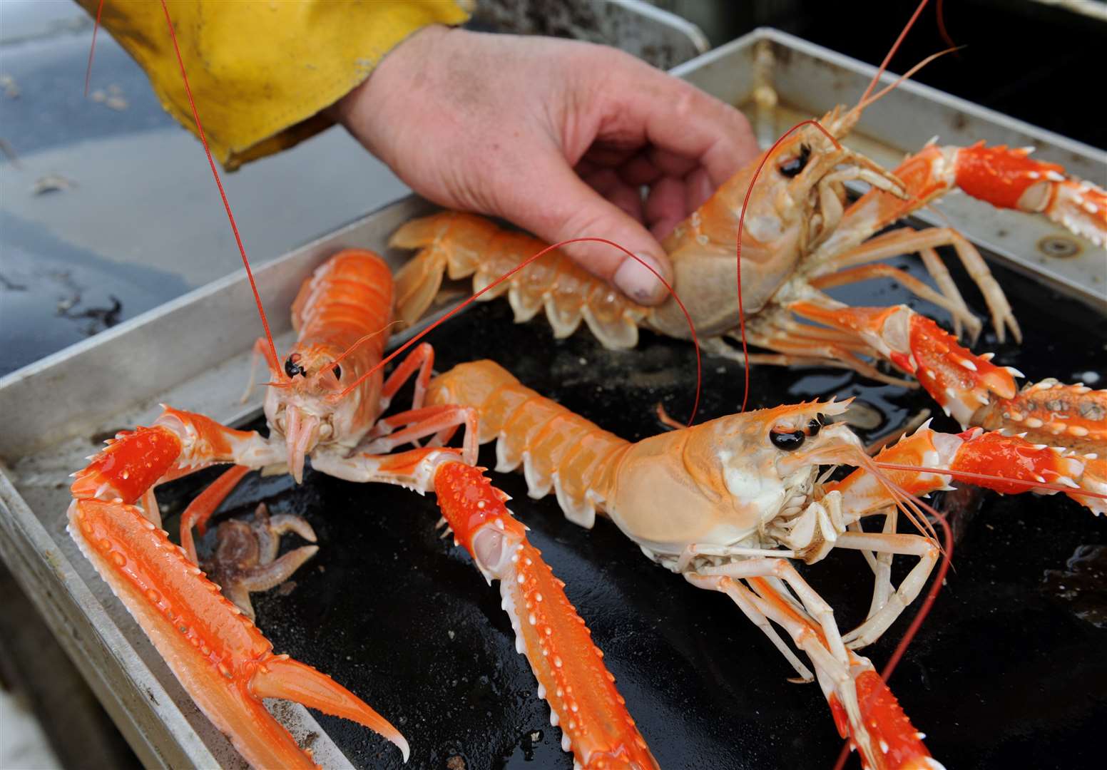 Scottish seafood firms are facing crippling delays in getting their products to customers on the continent.