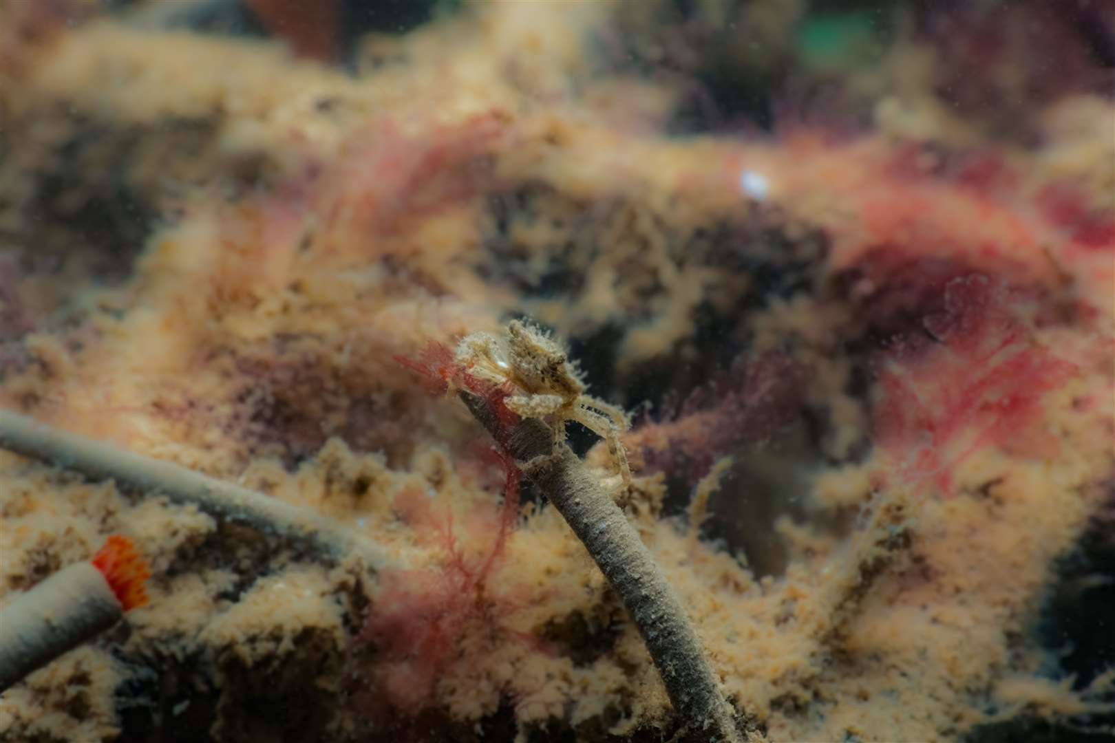 A juvenile shore crab on a fan worm near an oyster nursery (ZSL/PA)