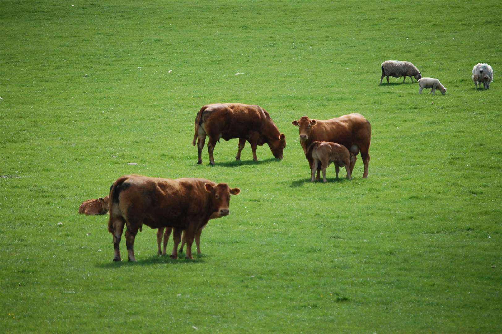 Farmers will have to meet new conditions for the Scottish Suckler Beef Support Scheme