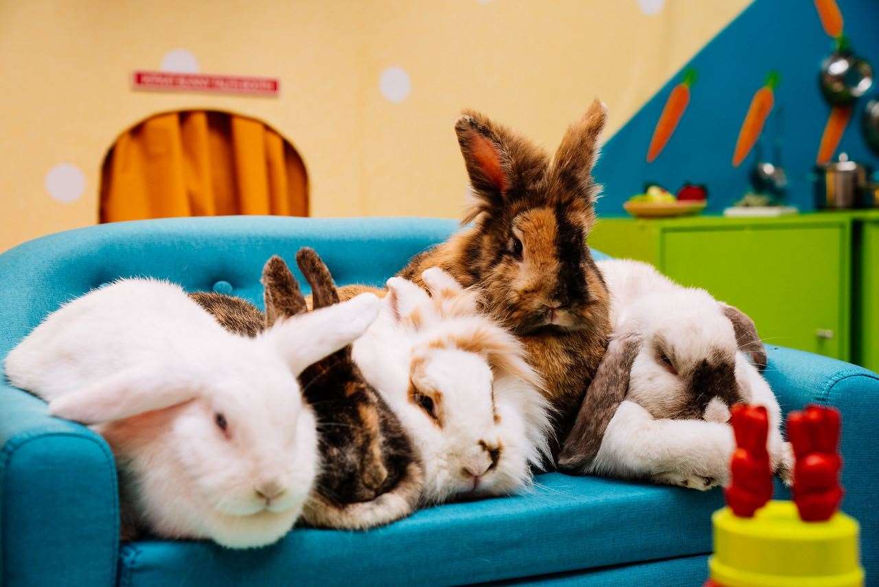 Snowy, Coco, Popcorn, Marble and Alice, contestants in The KitKat Big Bunny Hutch reality show, gather on the sofas as they hope to be crowned KitKat Easter Bunny 2021.
