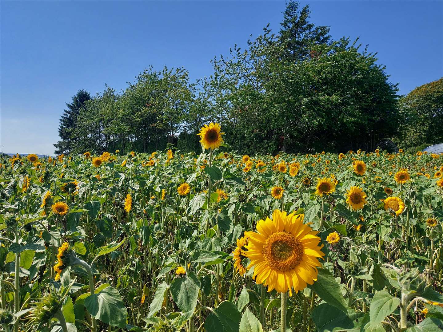 Pick Your Own Sunflowers for charity at Sauchen. Pictures: Kirsty Brown