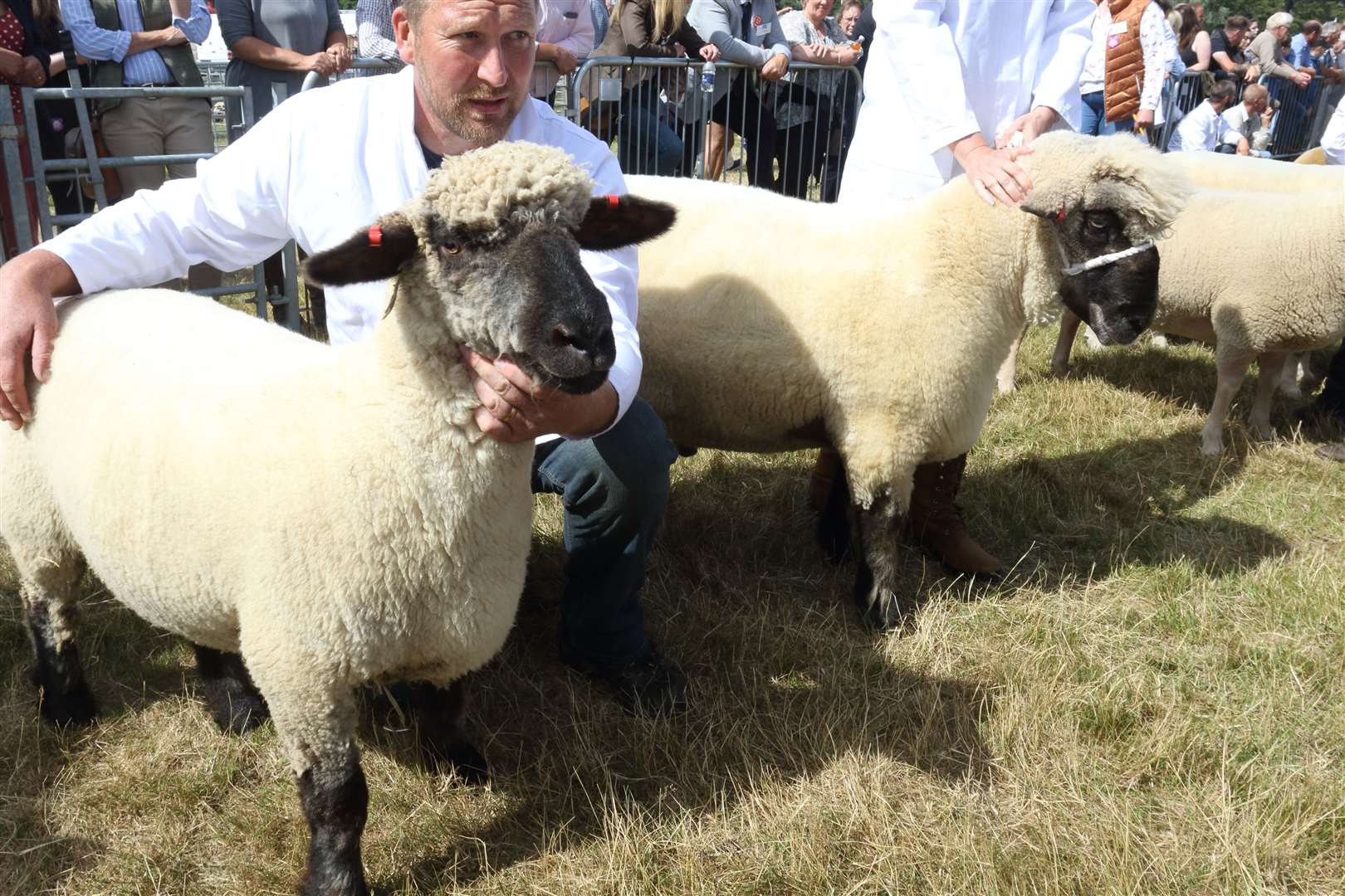 Male and female champions went head to head in the interbreed pairs.