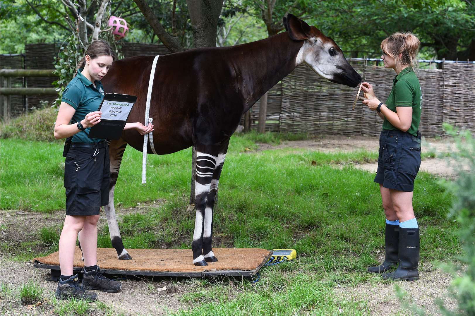 Keepers Jessica Young and Megan Harber weigh Oni the okapi, and measure her pregnant belly (Kirsty O’Connor/PA)