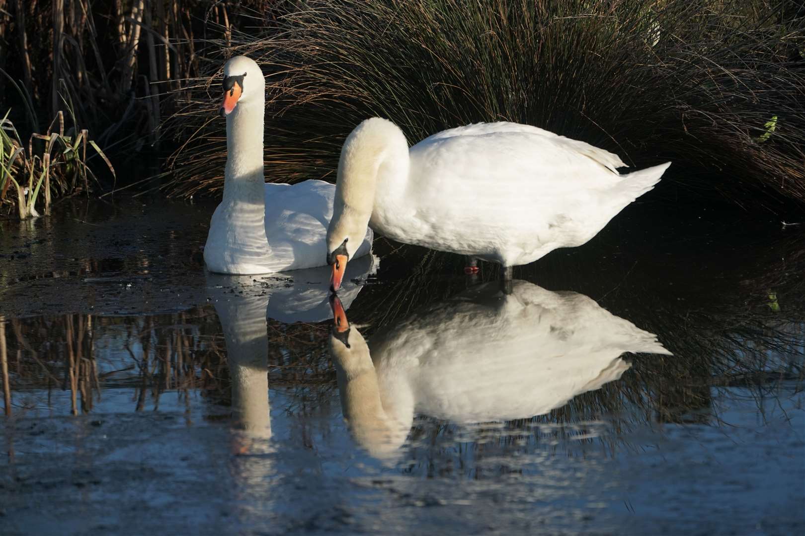 Swans at Herrington Country Park on a cold morning in Sunderland (Owen Humphreys/PA)