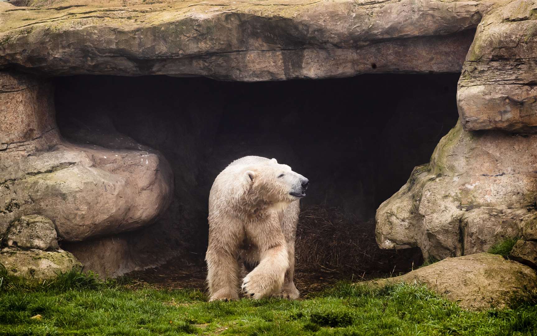 Hamish has been moved from the Highland Wildlife Park in northern Scotland (Danny Lawson/PA)