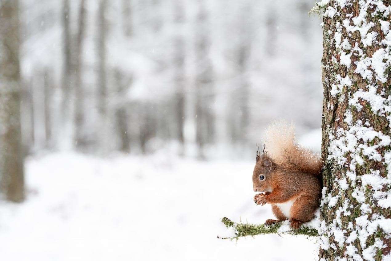 Under threat: The red squirrel. Photo: Raymond Leinster.