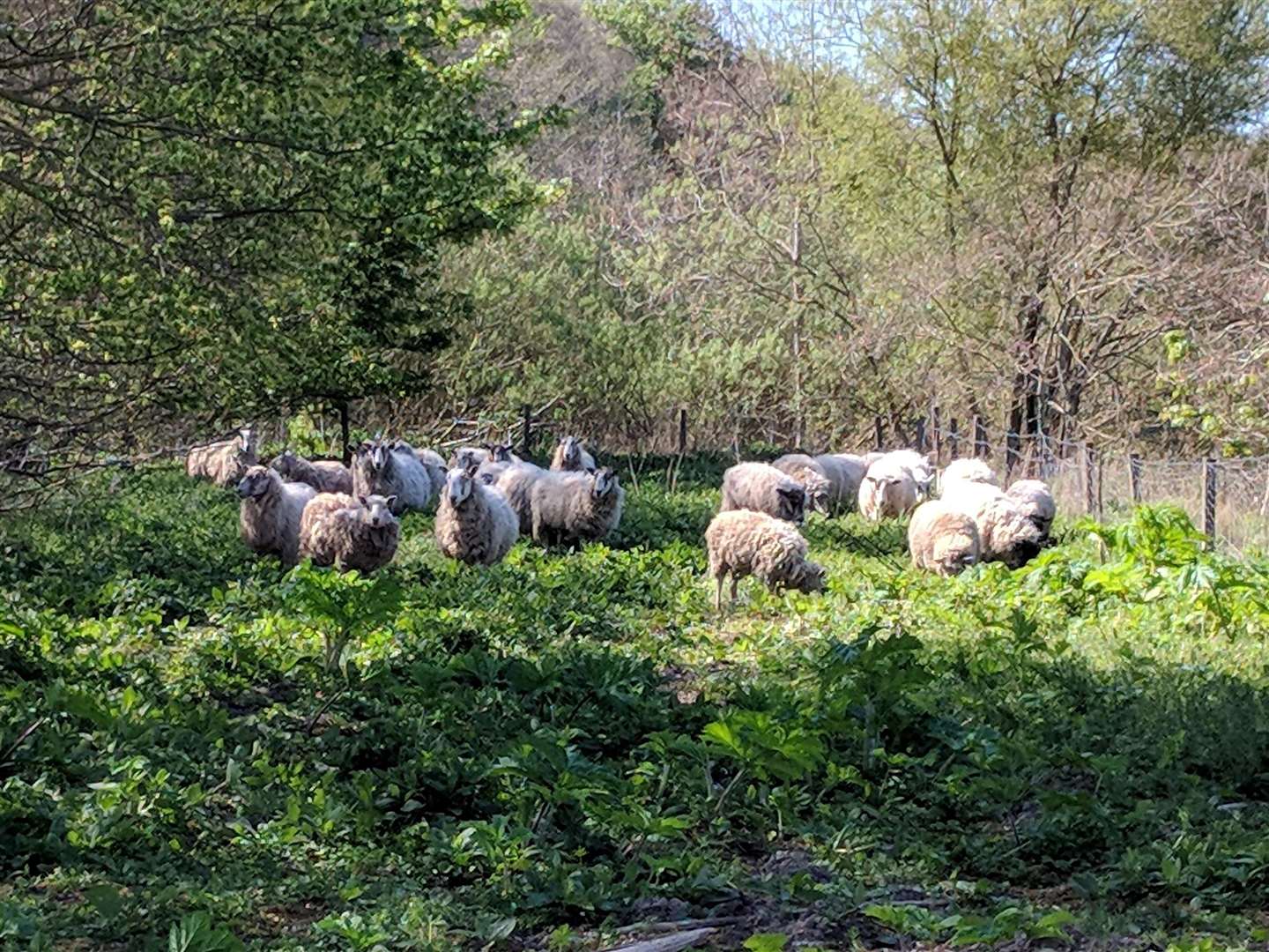 Sheep tackling the hogweed in Macduff. Picture: SISI Project