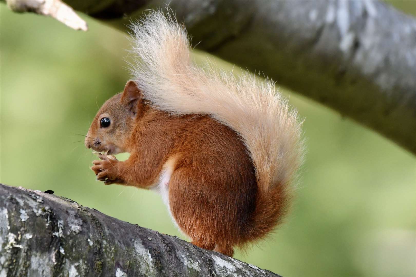 Wildlife nuts across Scotland have been encouraged to note their squirrel encounters. Picture: Hazel Thomson.