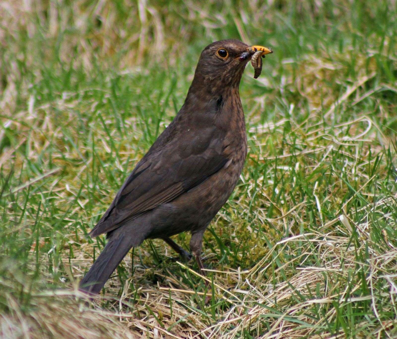 Blackbirds are a common variety encountered in the farm count