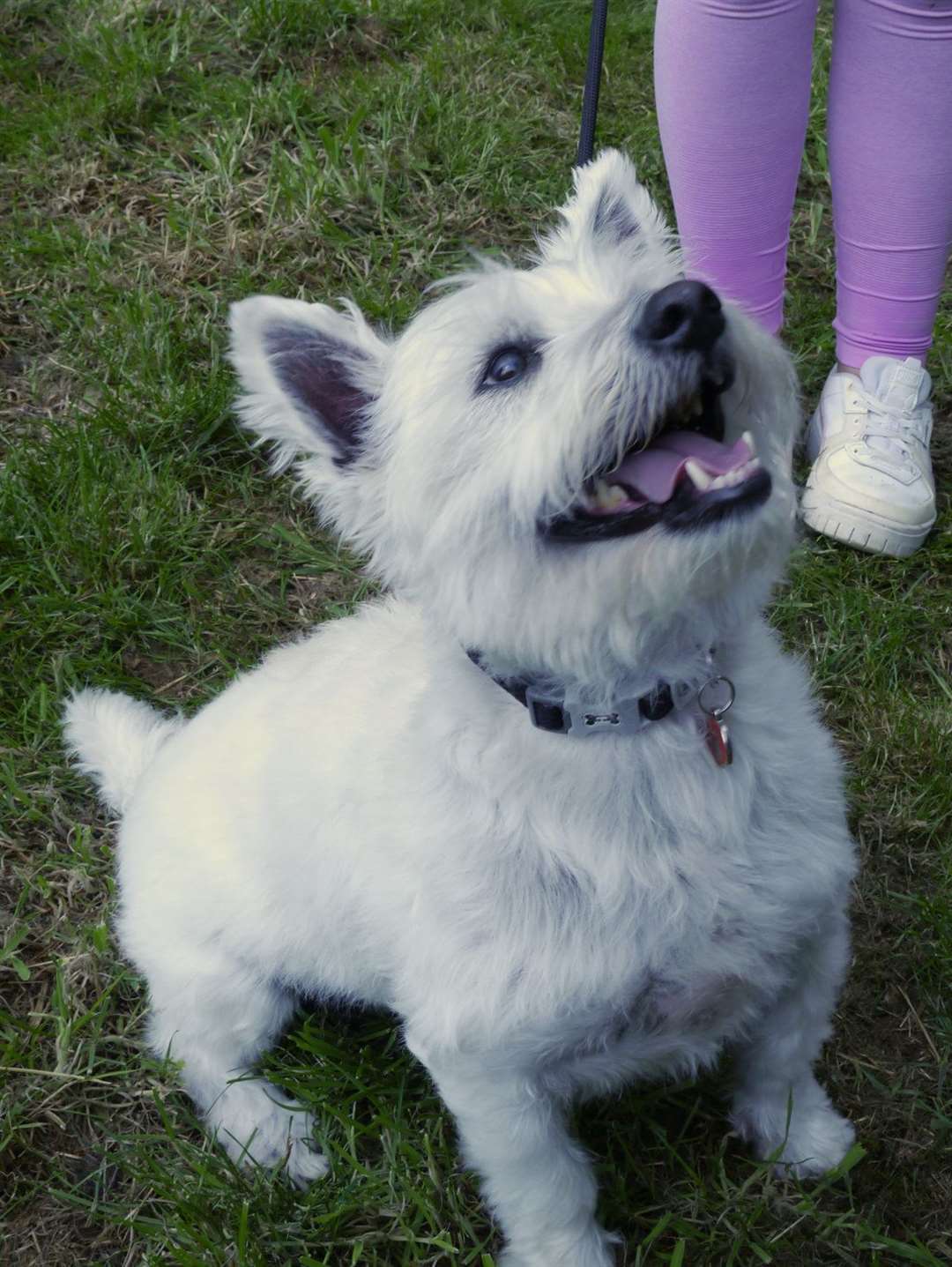 Best rescue winner Archie, a five-year-old West Highland Terrier, owned by Brenda.