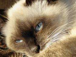 A man has been reported after shooting a Siamese cat.