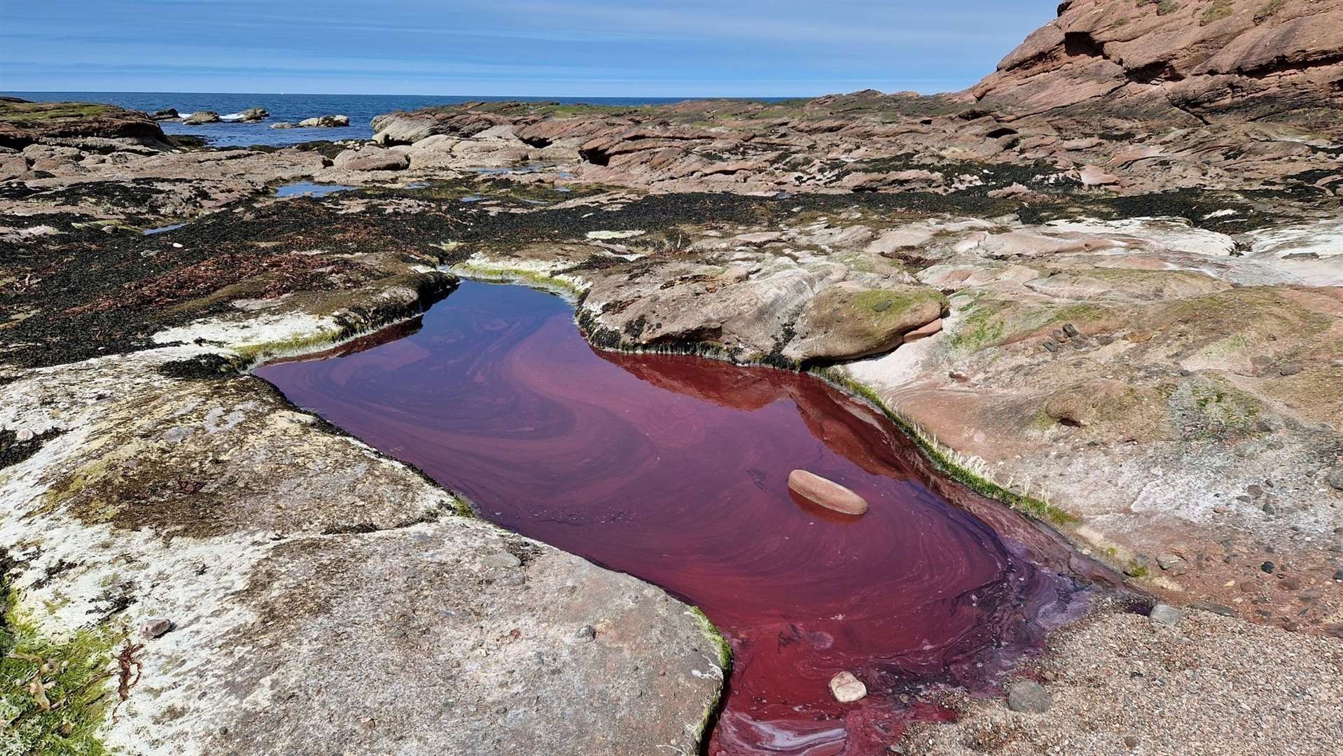 The bloom is causing red rockpools - and should be avoided