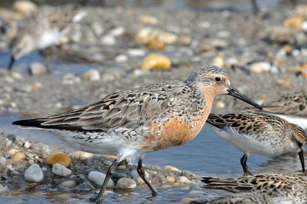 Two red knots that died were confirmed to have bird flu.