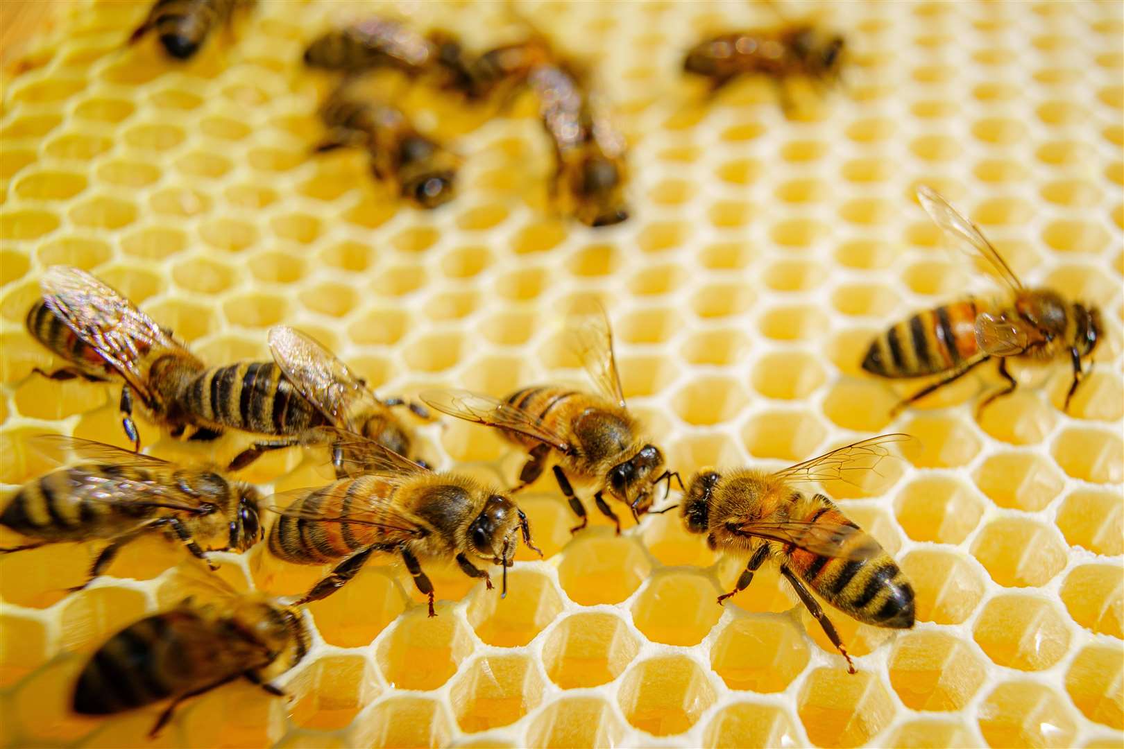 Honey bees can travel up to a mile away from their hives during their daily foraging (Ben Birchall/PA)