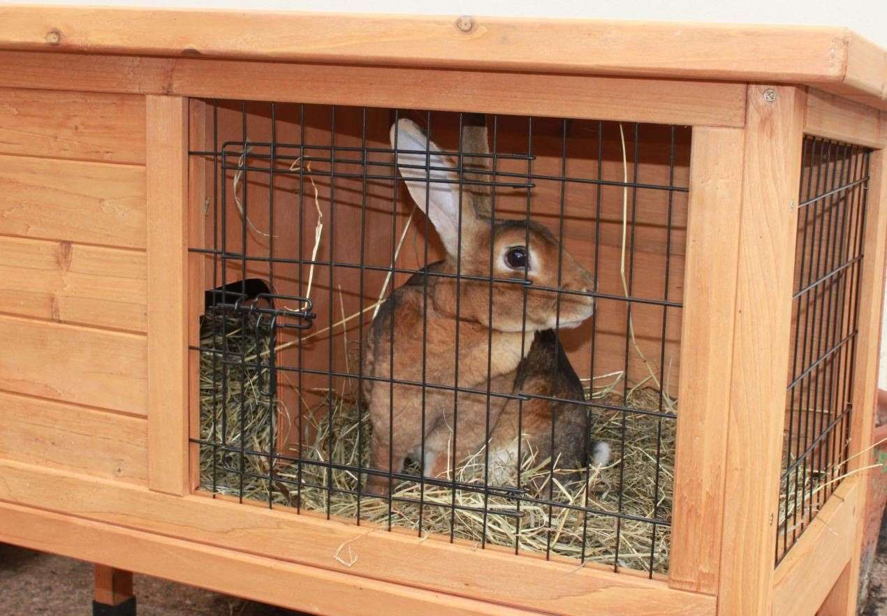 It's thought that 25 oercent of rabbits live in unsuitable accommodation.