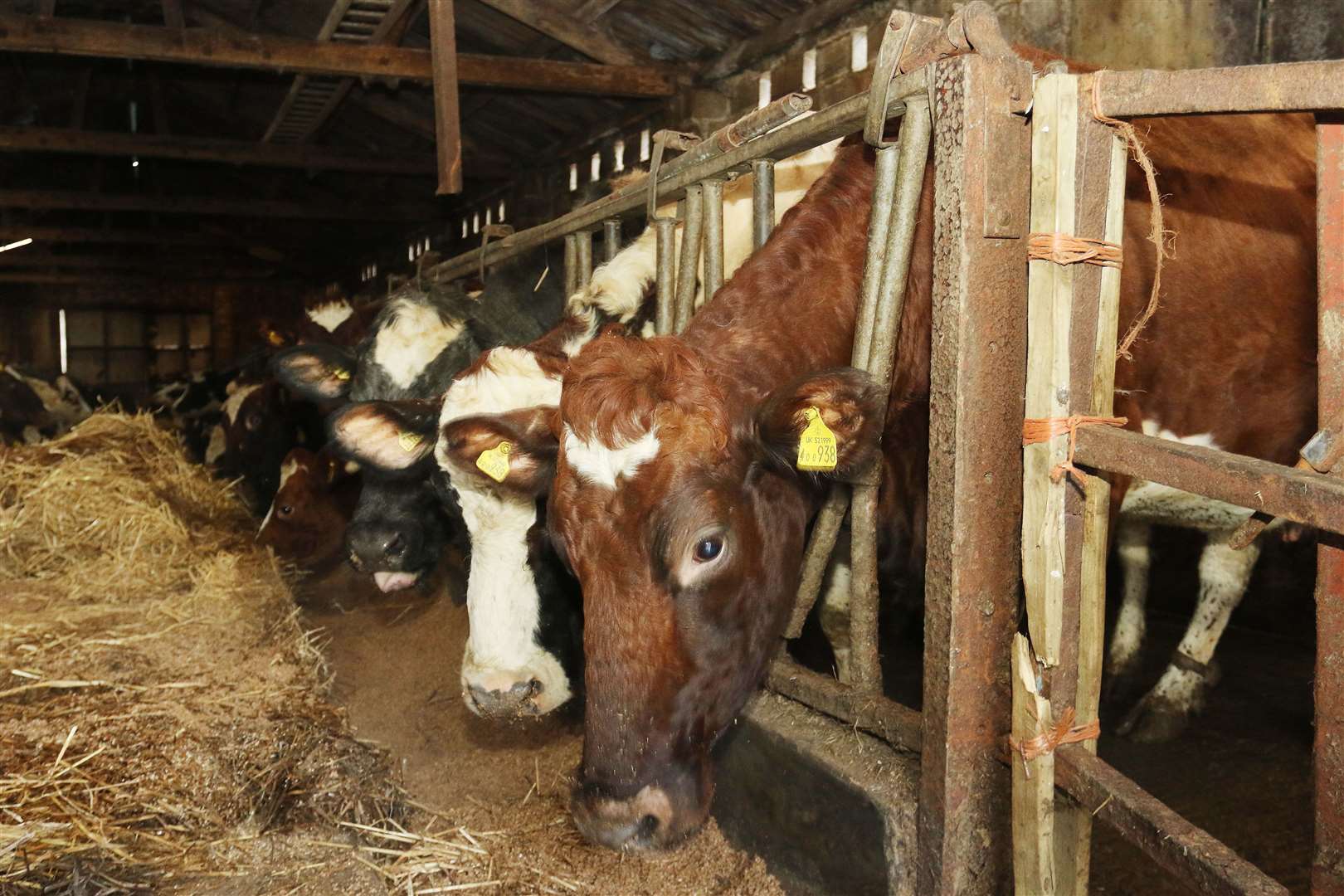 Ayrshire cattle help produce a high quality milk.