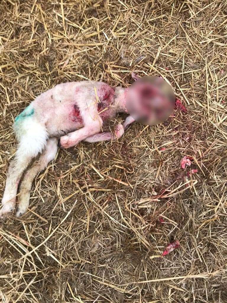 The pet lamb that was killed.