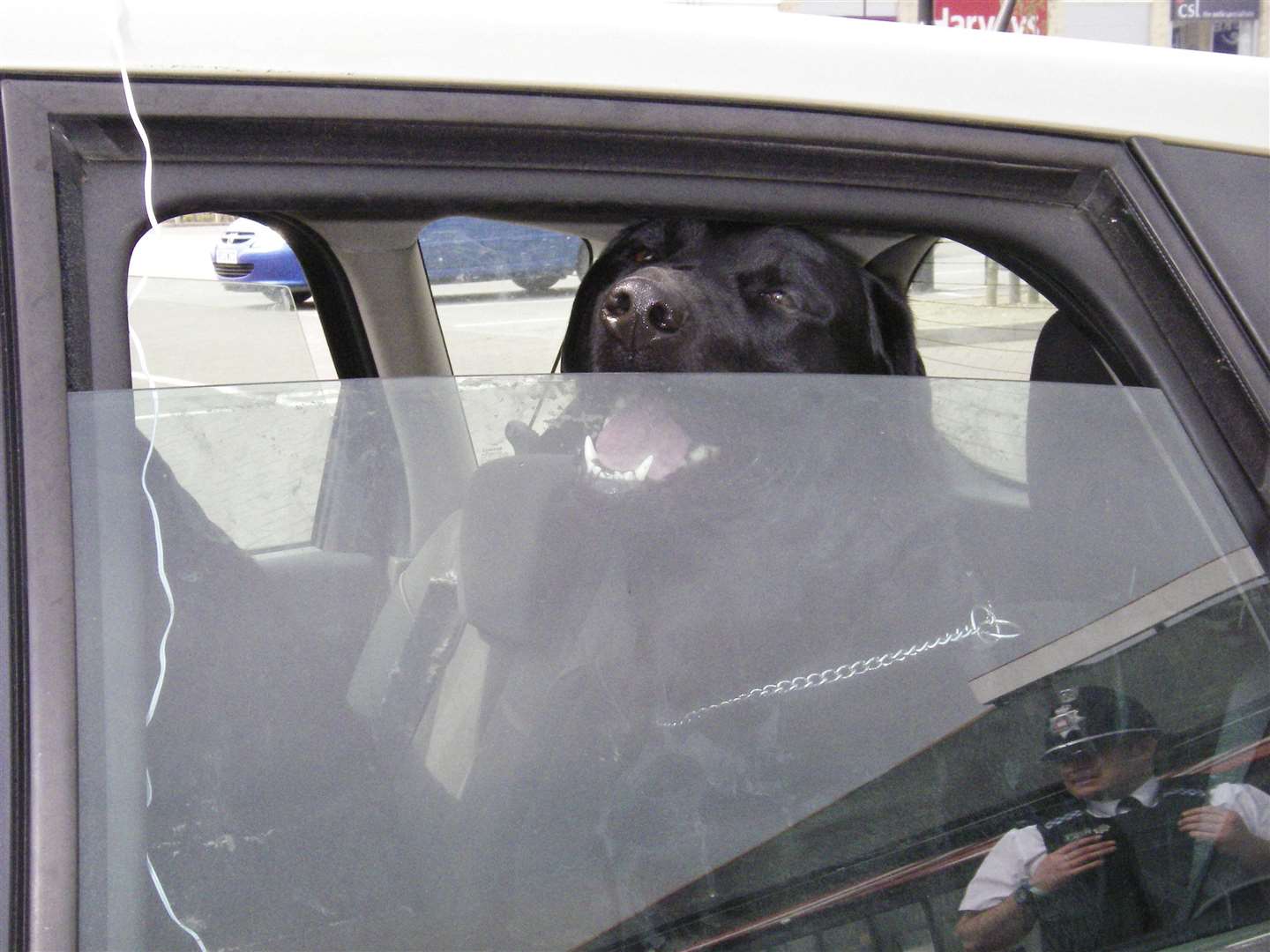 Single adult Labrador sitting in hot car. Photograph courtesy of RSPCA